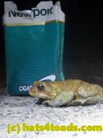 /home//u458753944/public_html/sourcegallery//Roxborough Toad Detour/2013-2019/2013/2013-04-18/P1120196.JPG